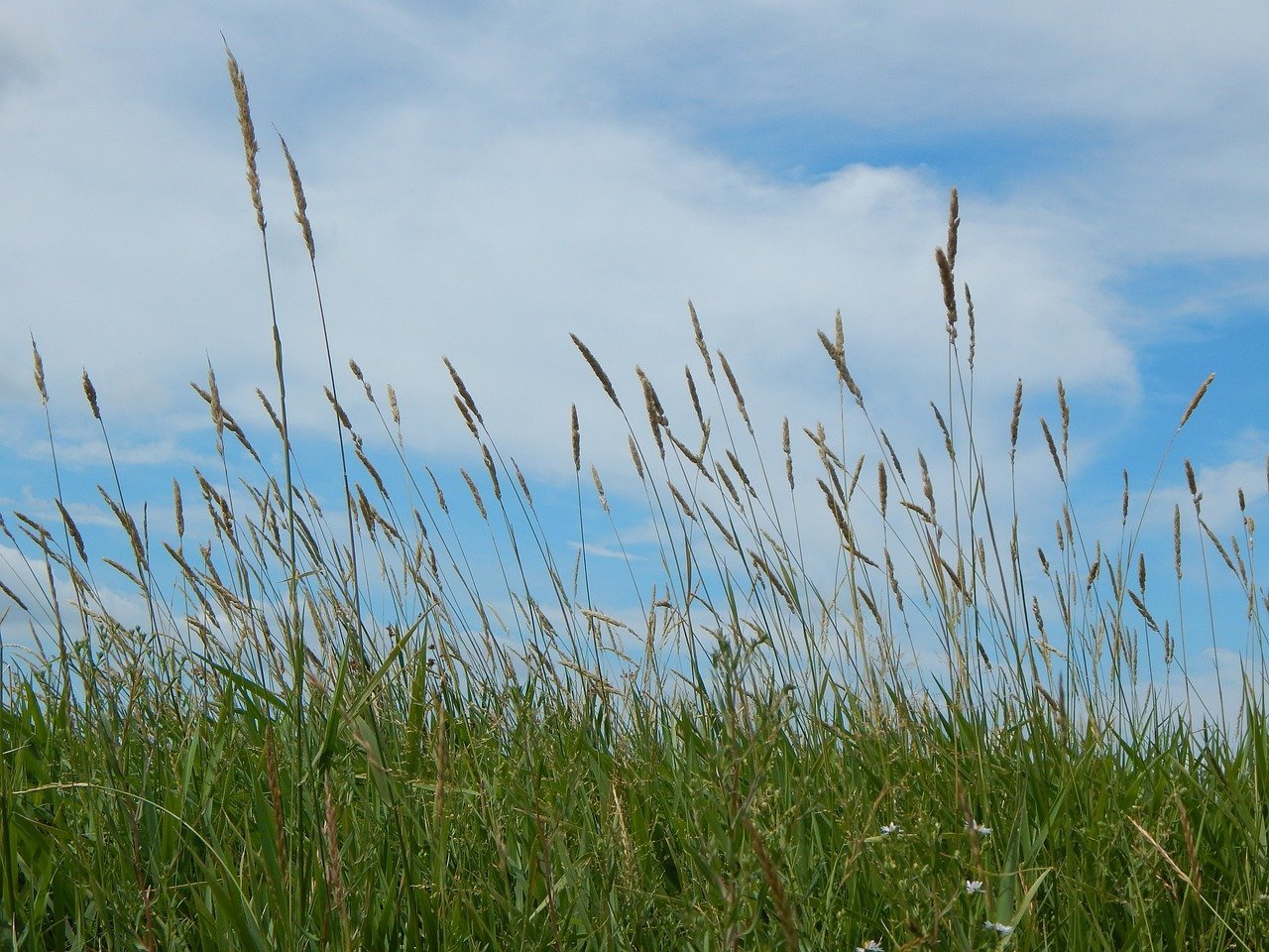 FARMLAND